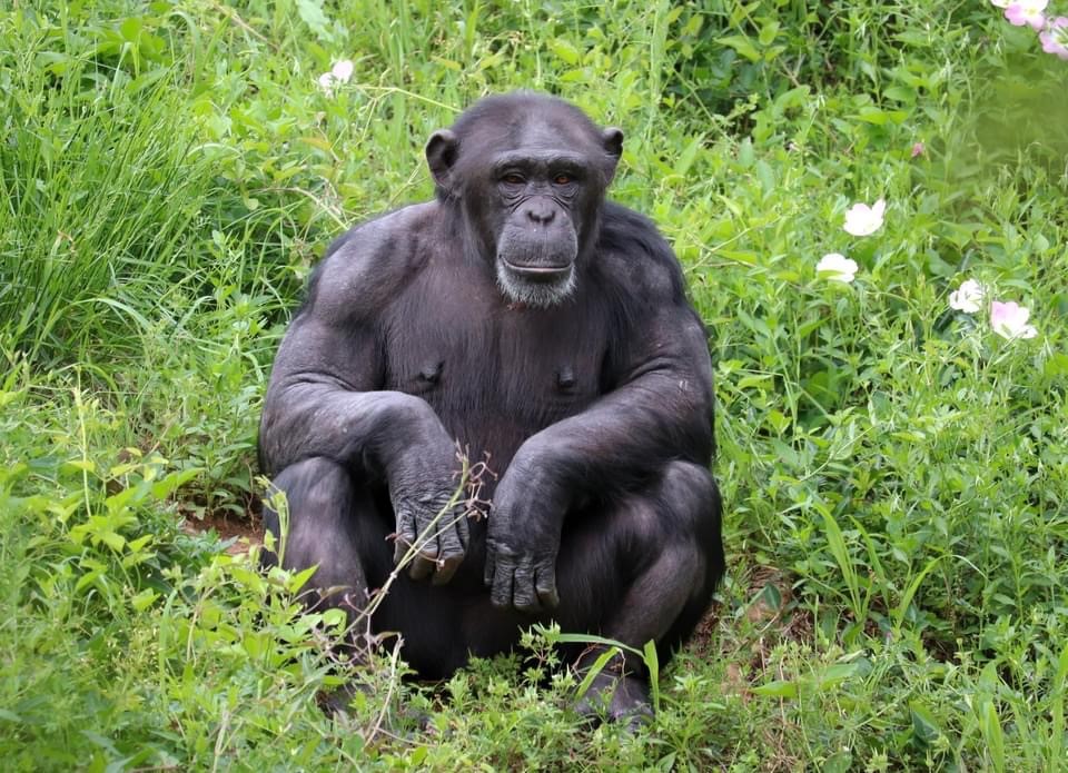 Two New Chimpanzees At The Zoo — City Of Albuquerque